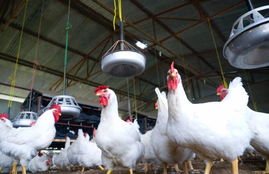 Chickens on a poultry farm