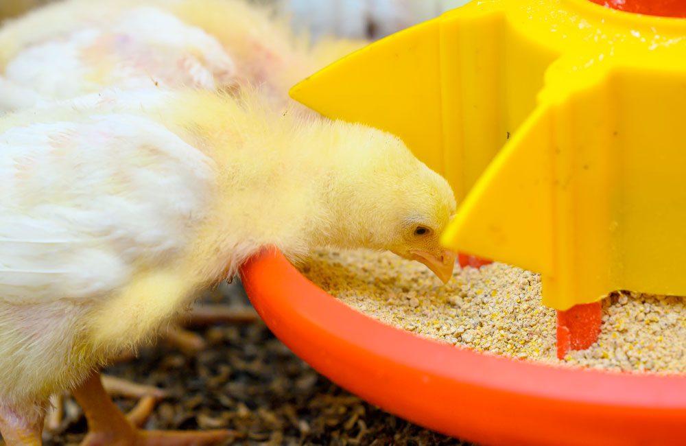 yellow chicken eating