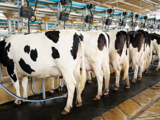 Improving Milkfat Production in the US | Novus International, Inc.