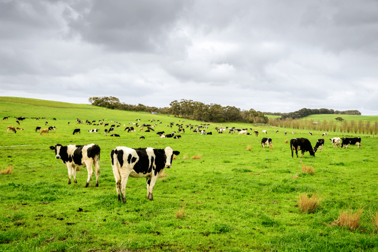 dairy cows on a lush green pasture