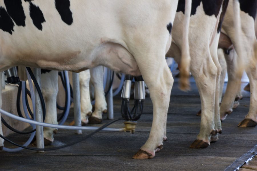 Milking cow with milking machine