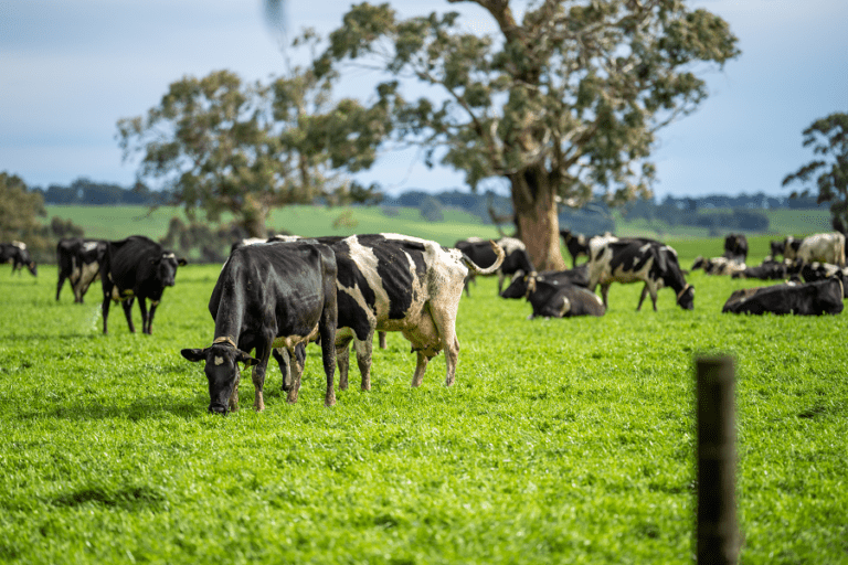 cows in field