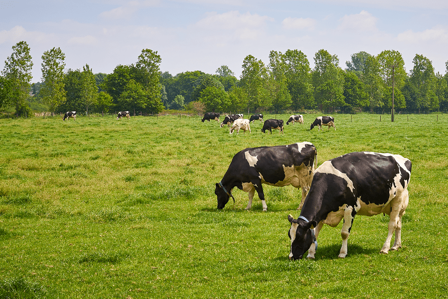 cows in field