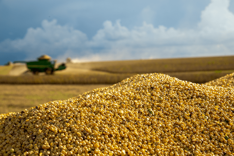 Soybean Harvest