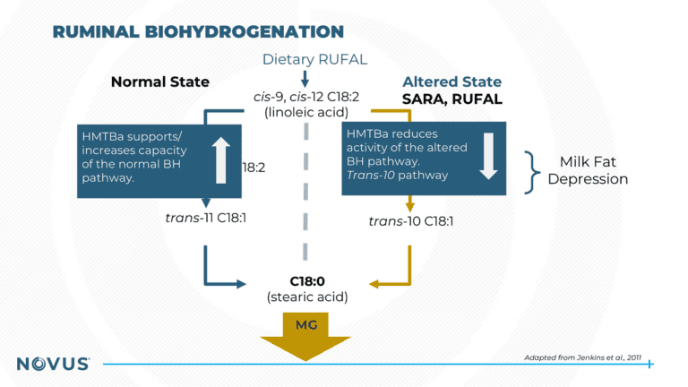 Ruminal Biohydrogenation Image 2 