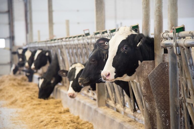 dairy cows eating in stalls