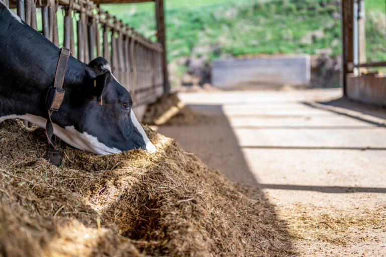 Holstein Cow